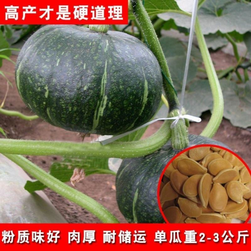 高产红栗南瓜种子红蜜板栗贝贝南瓜种籽春秋季香甜糯四季蔬菜