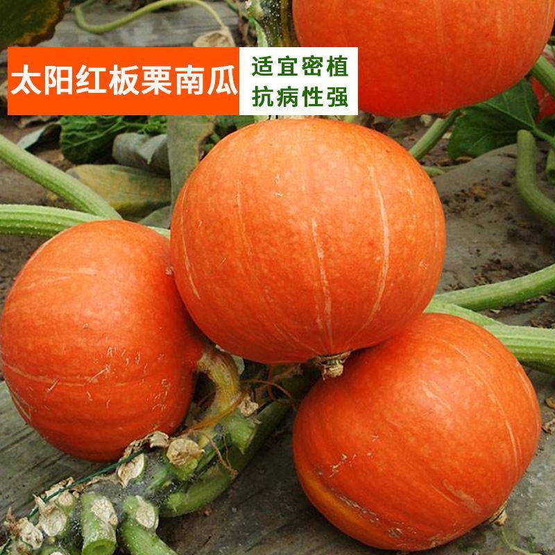 高产红栗南瓜种子红蜜板栗贝贝南瓜种籽春秋季香甜糯四季蔬菜