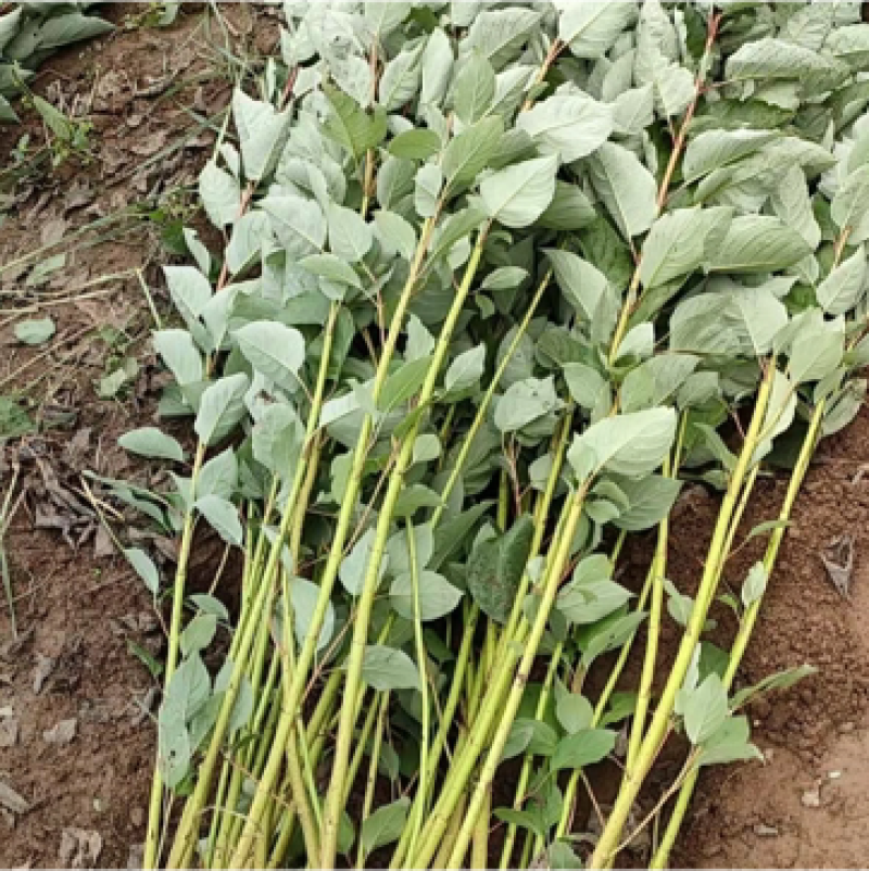 【推荐】苗场直供大量红润木精品苗一手货源量大从优