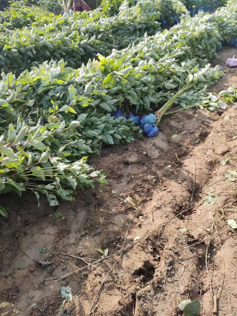 【推荐】苗场直供大量红润木精品苗一手货源量大从优