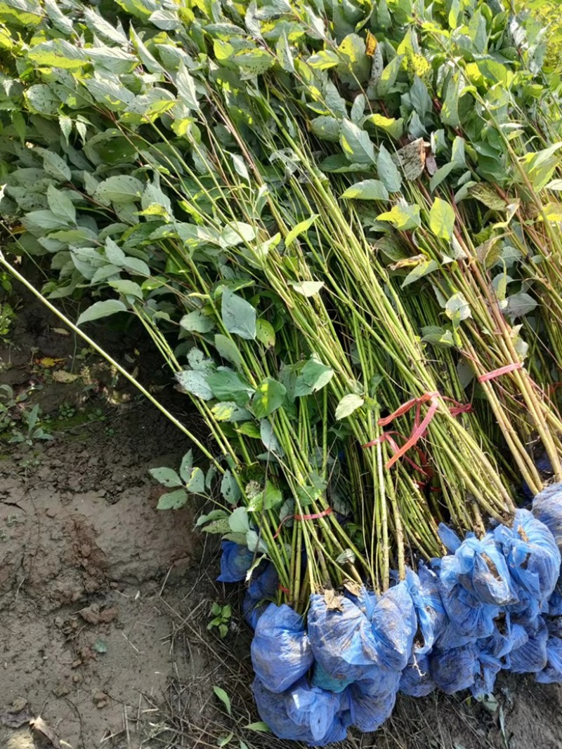 【推荐】苗场直供大量红润木精品苗一手货源量大从优