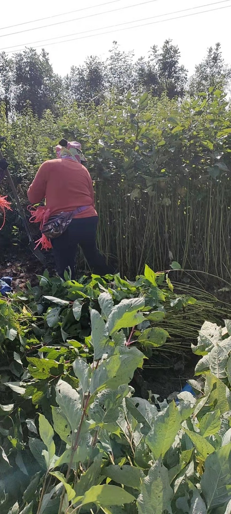 【推荐】苗场直供大量红润木精品苗一手货源量大从优