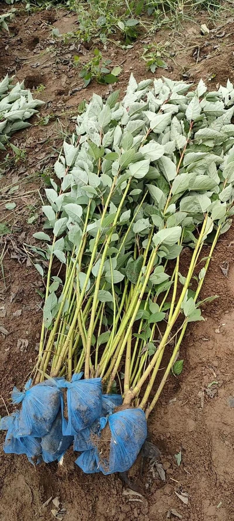 【推荐】苗场直供大量红润木精品苗一手货源量大从优