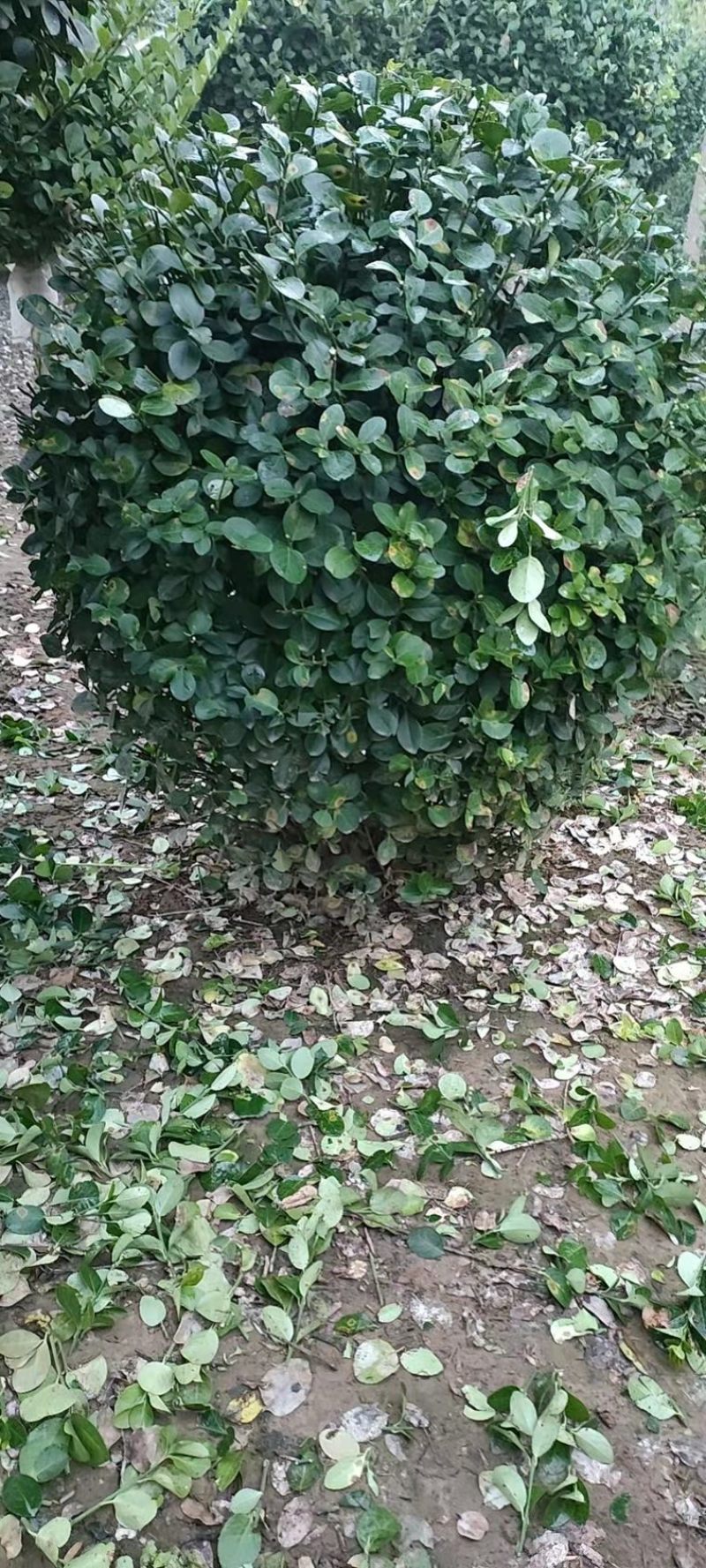 【推荐】苗场直供精品卫毛球大量有货一手货源诚信经营