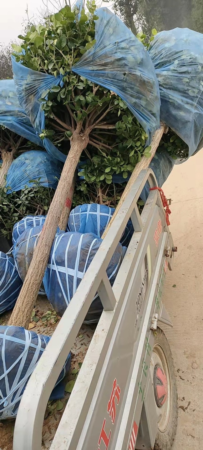 【推荐】苗场直供精品卫毛球大量有货一手货源诚信经营