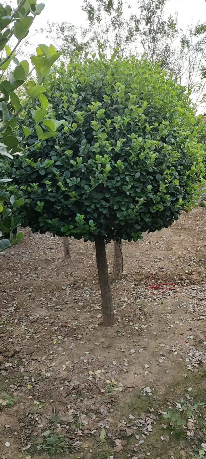 【推荐】苗场直供精品卫毛球大量有货一手货源诚信经营
