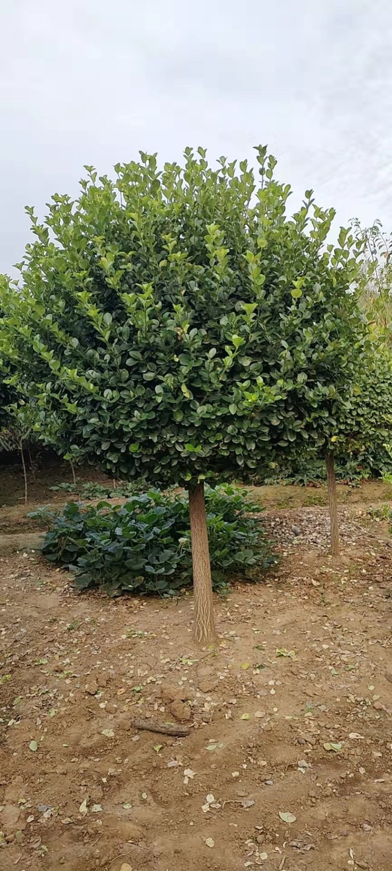 【推荐】苗场直供精品卫毛球大量有货一手货源诚信经营