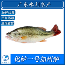 【推荐】优鲈1号苗、渔场直发，已驯化饲料，欢迎咨询订购