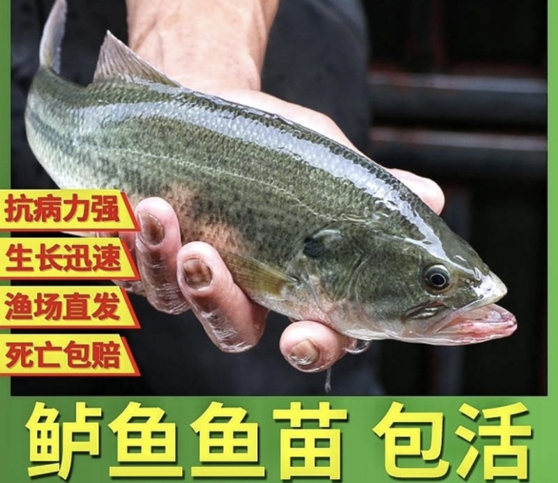 【推荐】优鲈1号苗、渔场直发，已驯化饲料，欢迎咨询订购