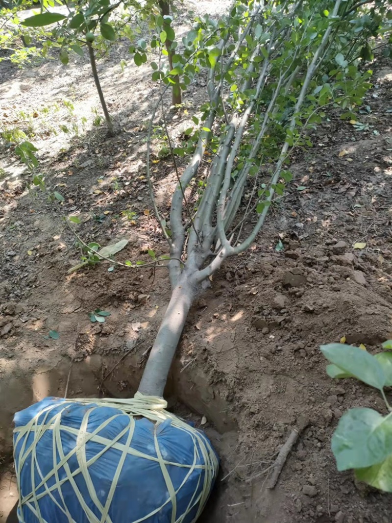 【好货】苗场直供精品绚丽海棠苗各种规格量大从优