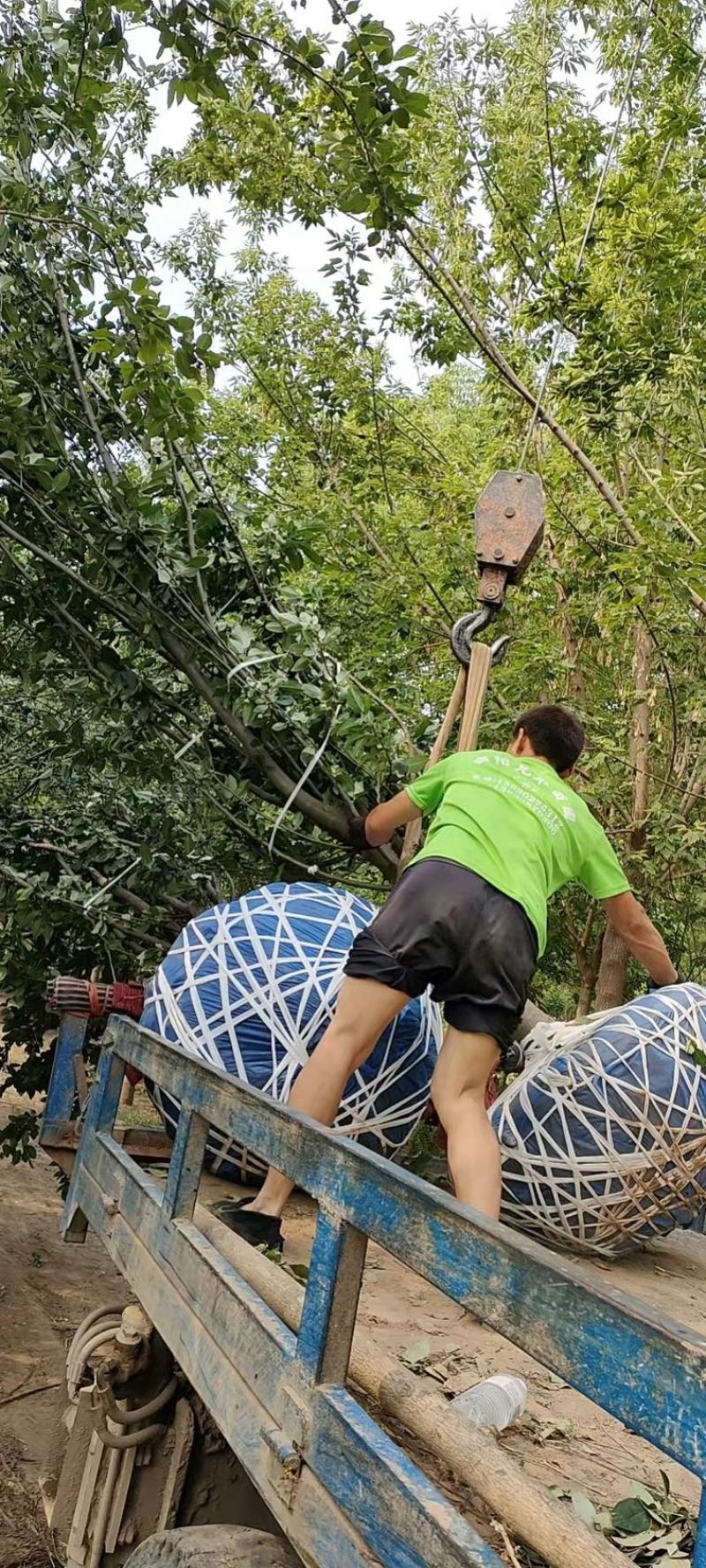 【好货】苗场直供精品绚丽海棠苗各种规格量大从优