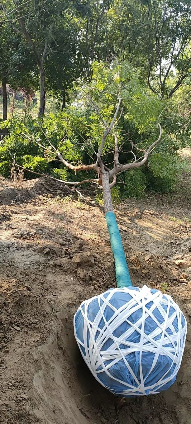 【推荐】苗场直供精品北栾数各种规格保证质量