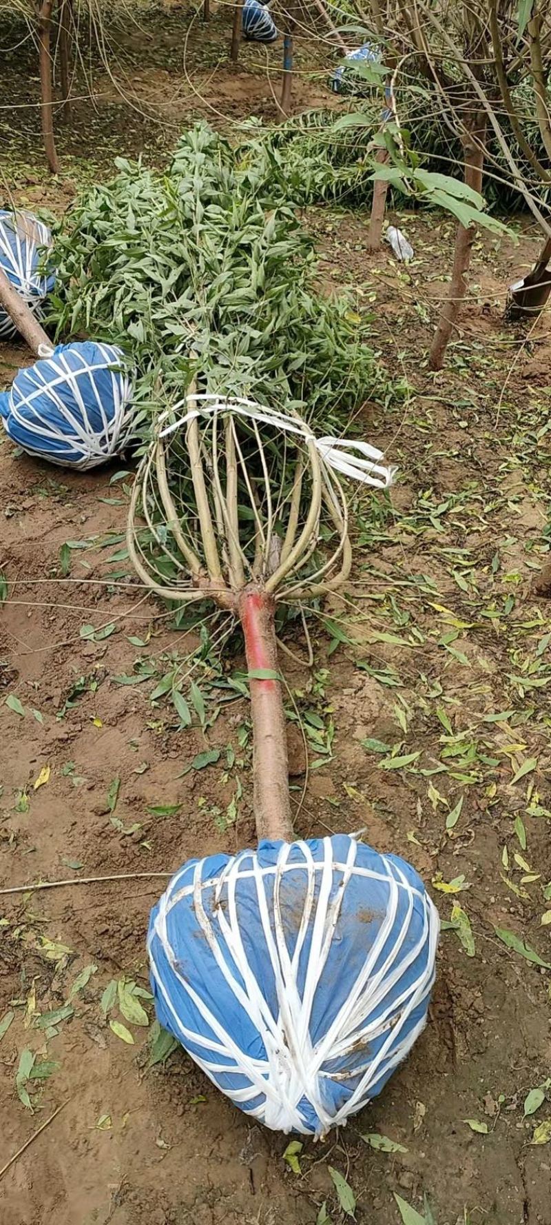 【推荐】苗场直供精品北栾数各种规格保证质量