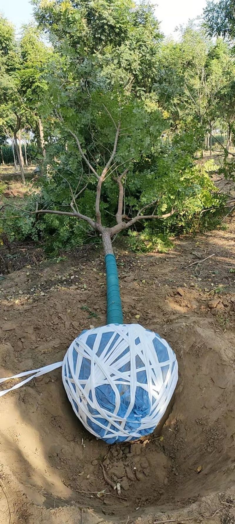 【推荐】苗场直供精品北栾数各种规格保证质量