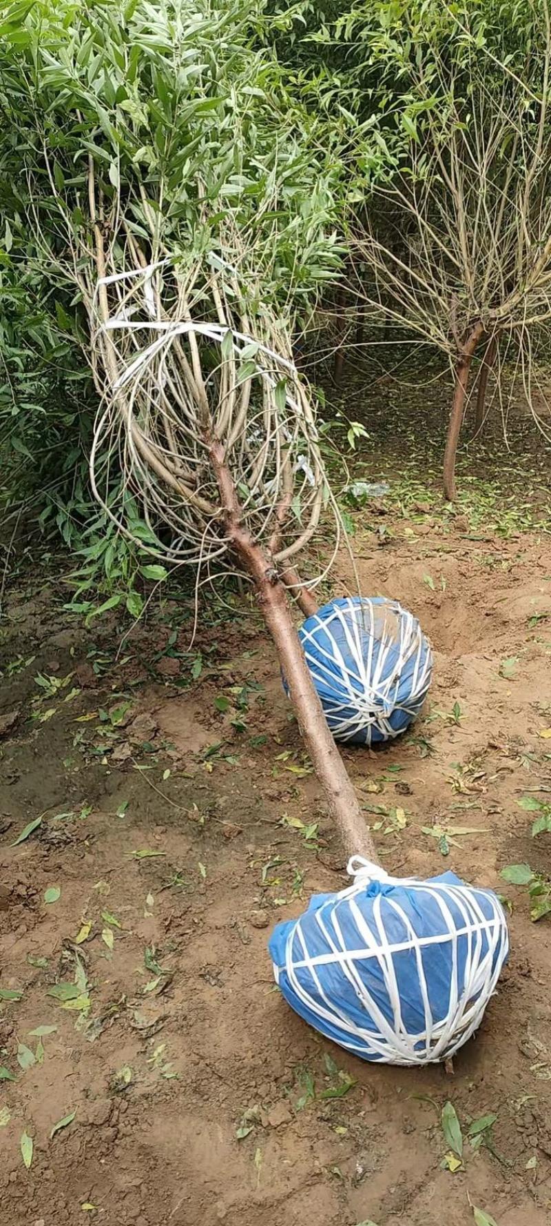 【推荐】苗场直供精品北栾数各种规格保证质量