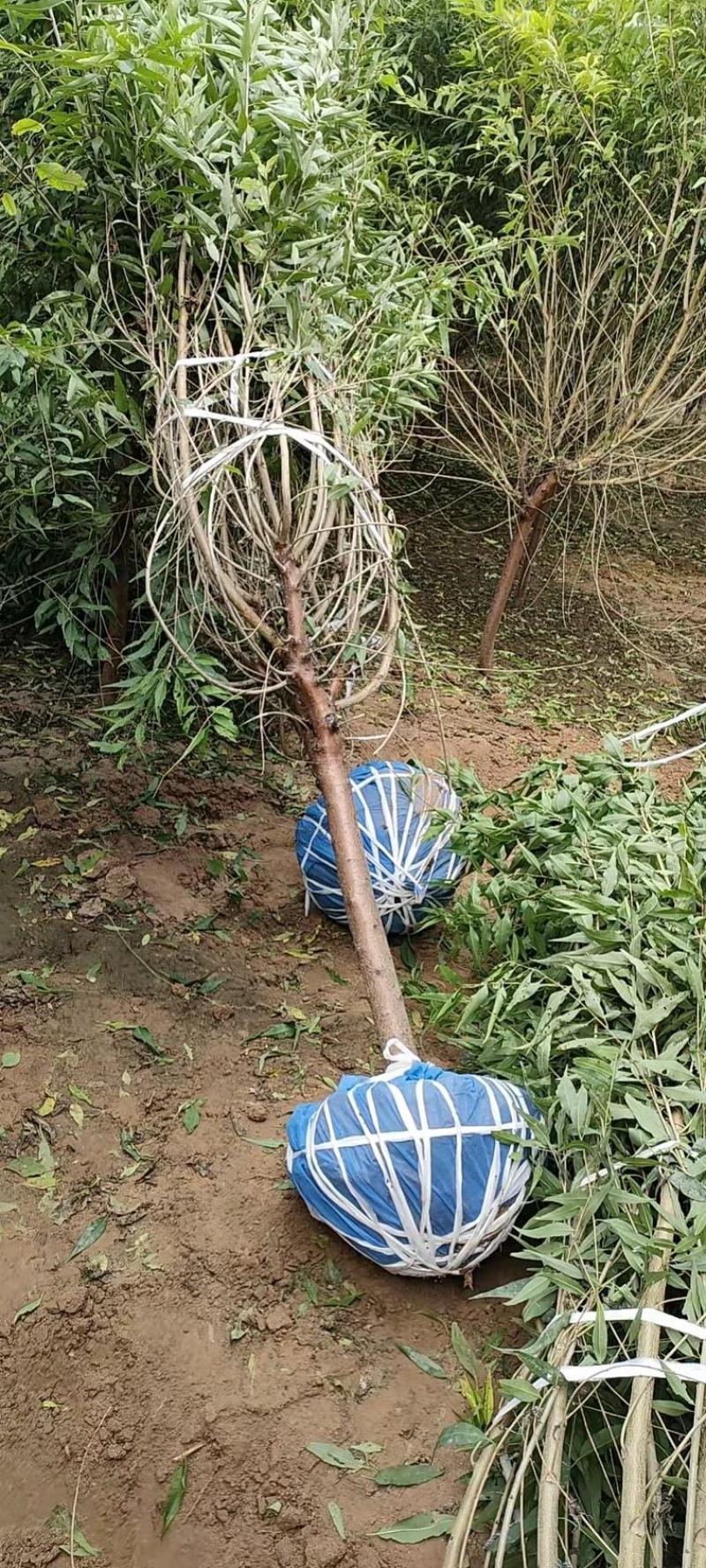 【推荐】苗场直供精品北栾数各种规格保证质量