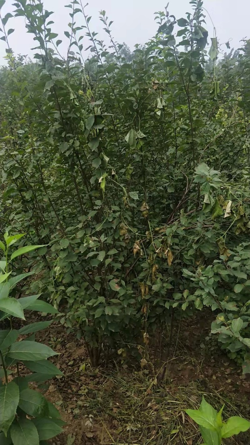 【好货】苗场直发精品榆叶梅各种规格量大从优