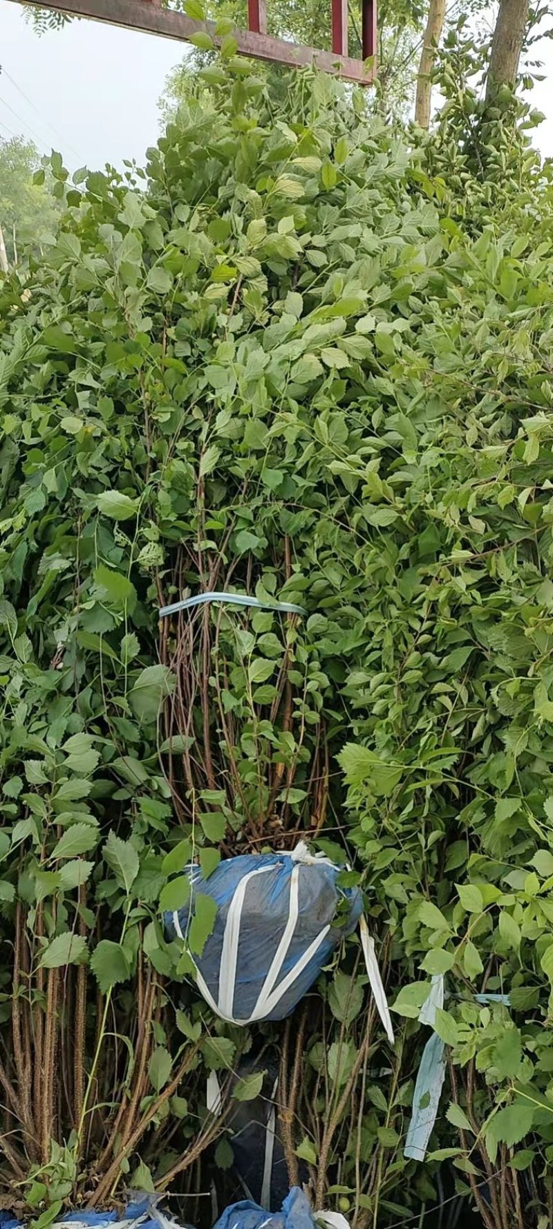 【好货】苗场直发精品榆叶梅各种规格量大从优