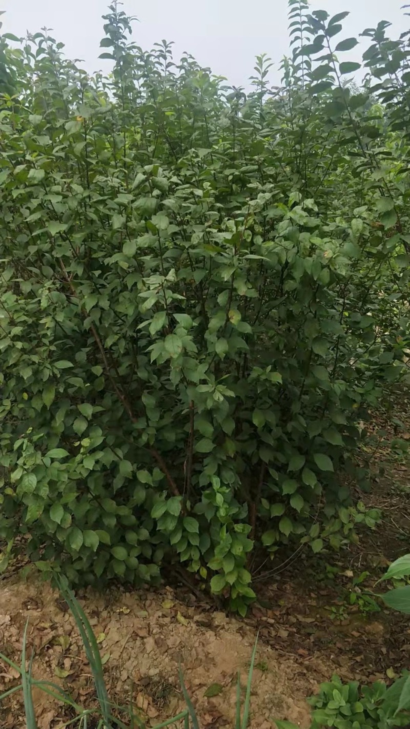 【好货】苗场直发精品榆叶梅各种规格量大从优