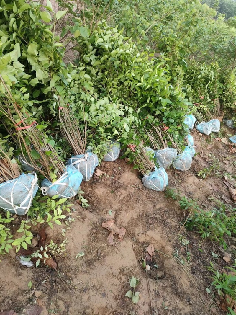 【好货】苗场直供精品好丛生华北丁香规格齐全欢迎采购
