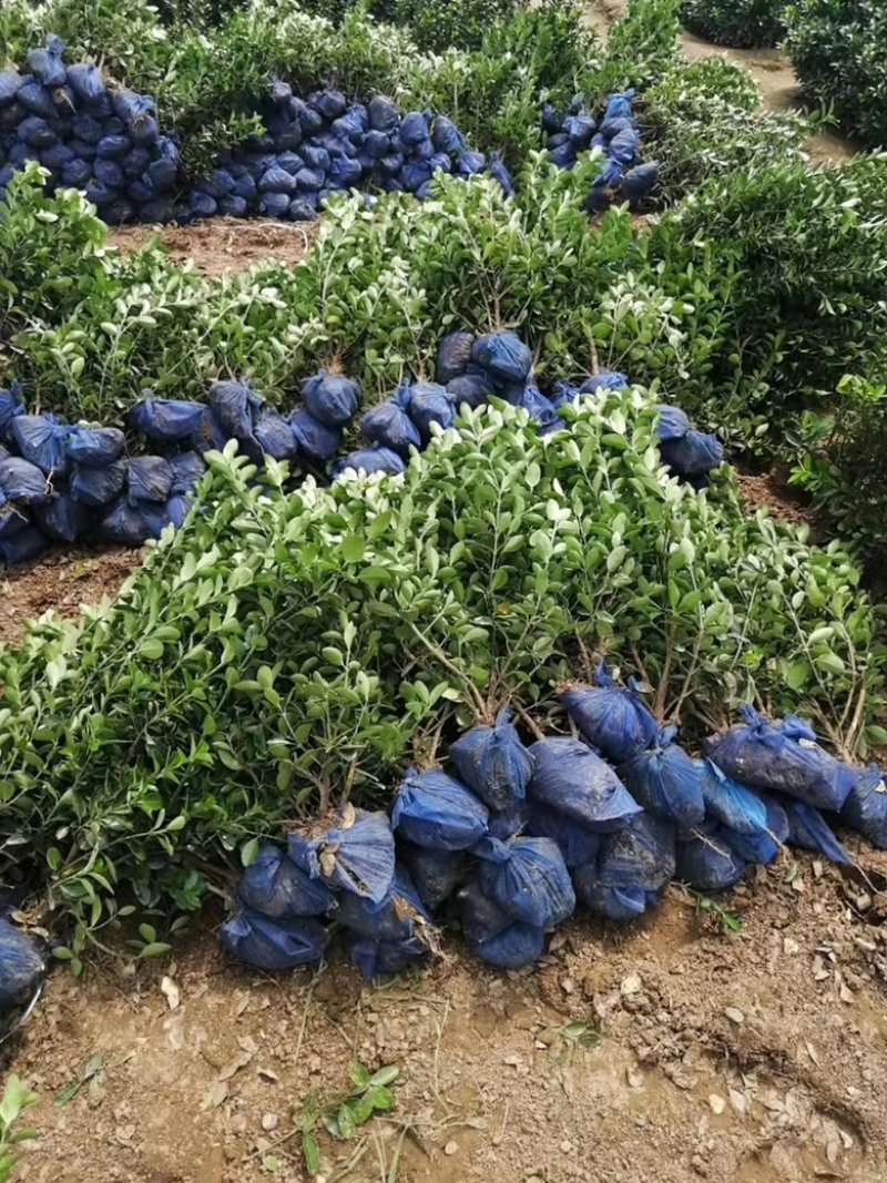 【好货】精品大叶黄杨大量有货规格齐全量大从优