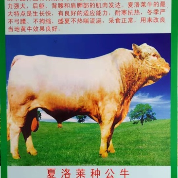 急售夏洛来牛，1200头，价格便宜，包送到家。货到付款！
