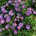 荷兰菊种子多年生耐寒花种籽柳叶菊紫菀花庭院花海矮型姬小菊