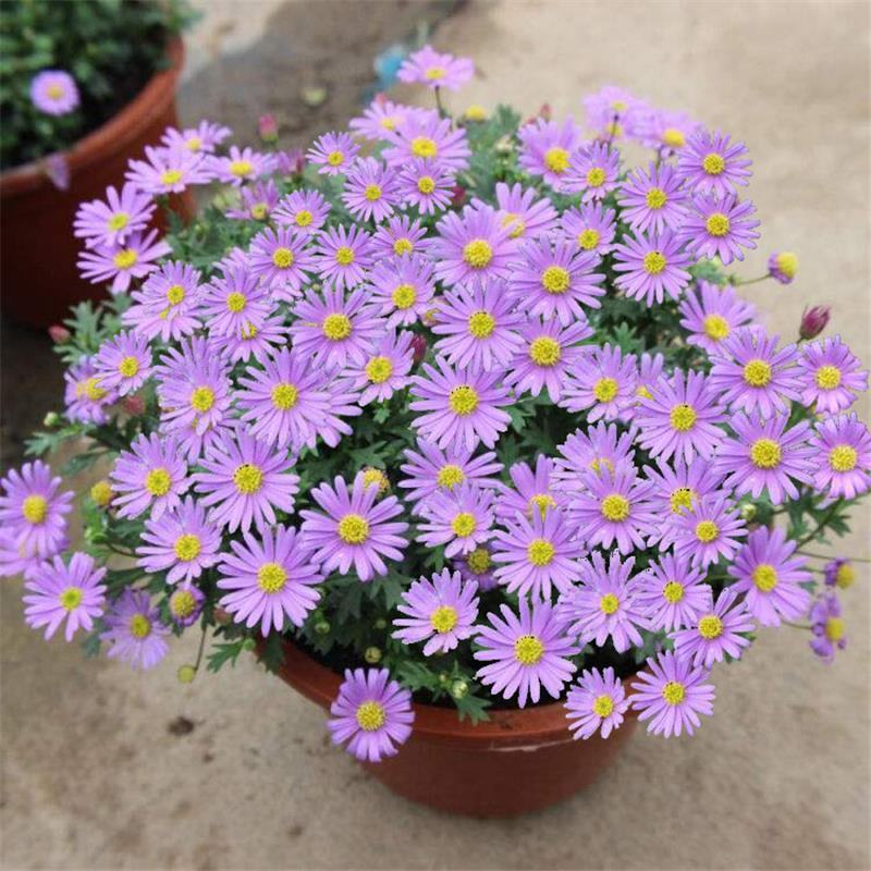 荷兰菊种子多年生耐寒花种籽柳叶菊紫菀花庭院花海矮型姬小菊