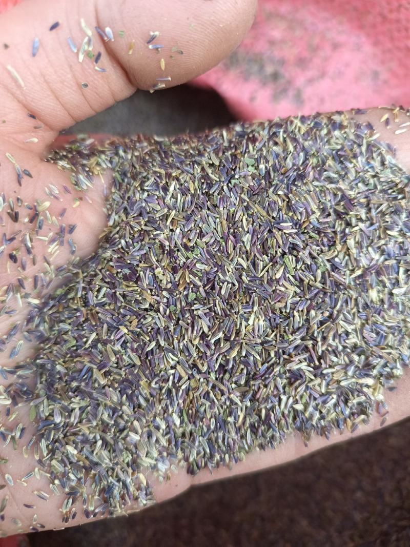 荷兰菊种子多年生耐寒花种籽柳叶菊紫菀花庭院花海矮型姬小菊