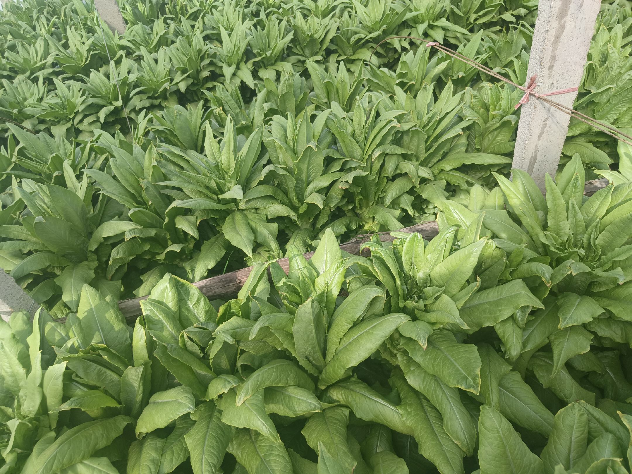 青皮一号莴苣田间种植图