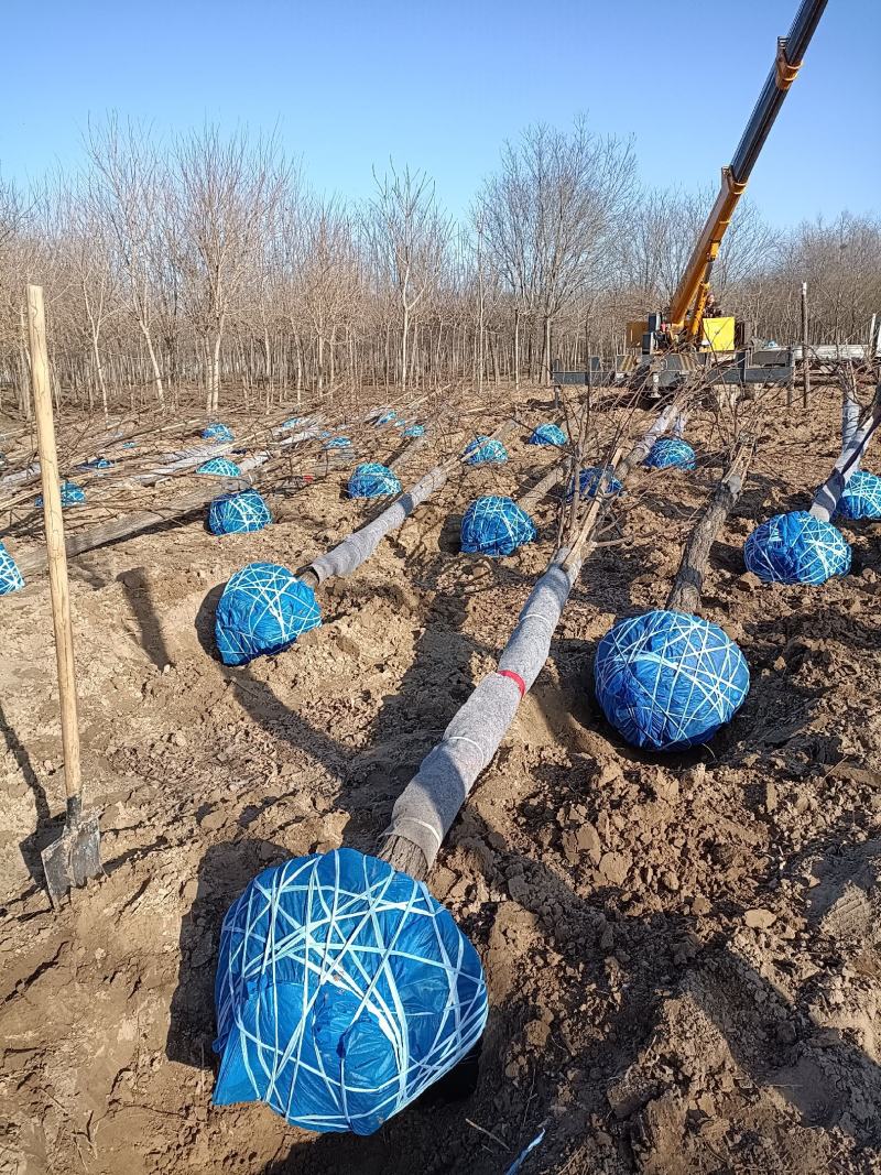 大量供应8-18公分嫁接香花槐，移植苗，易成活，树形好，
