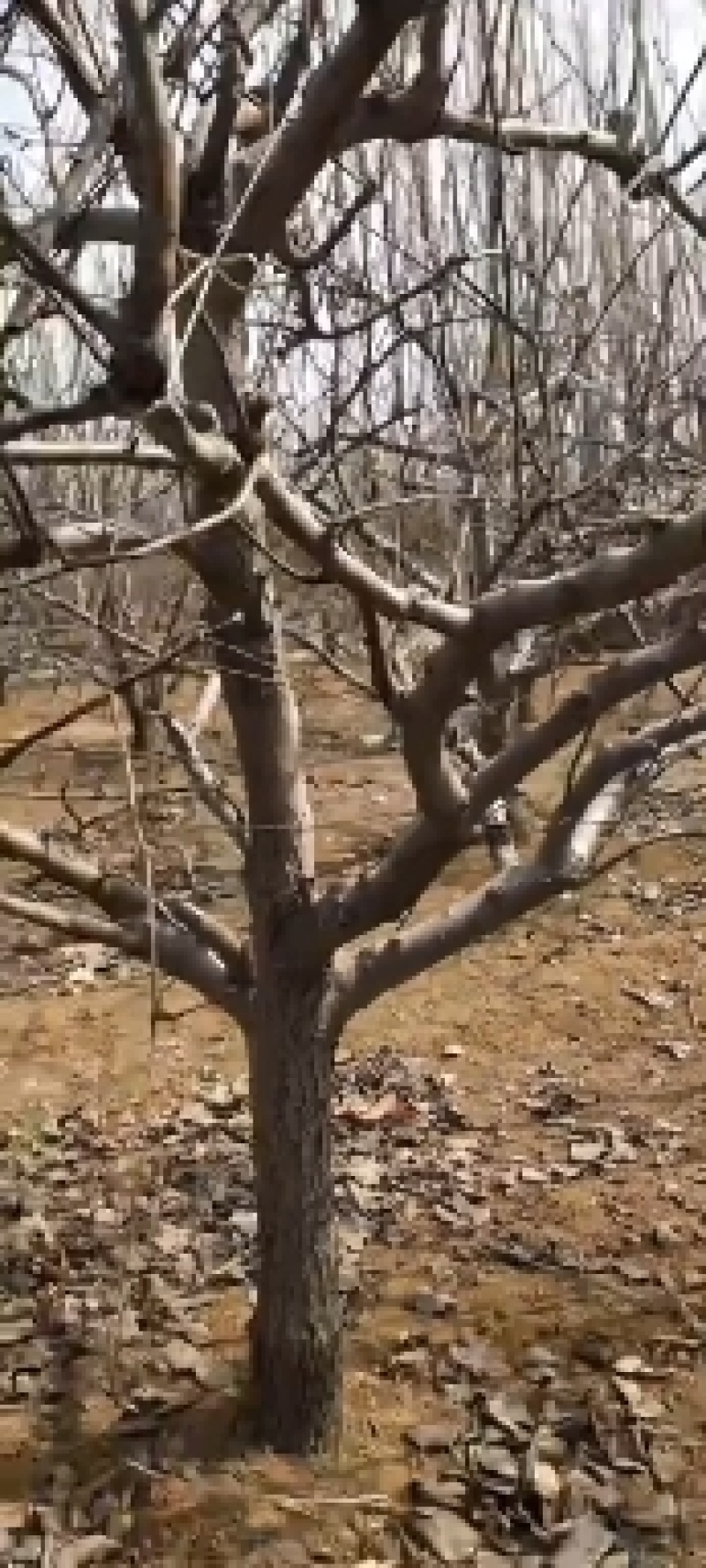 精品占地梨树，苹果树，杏树，绿化树有白腊树，国槐，等等