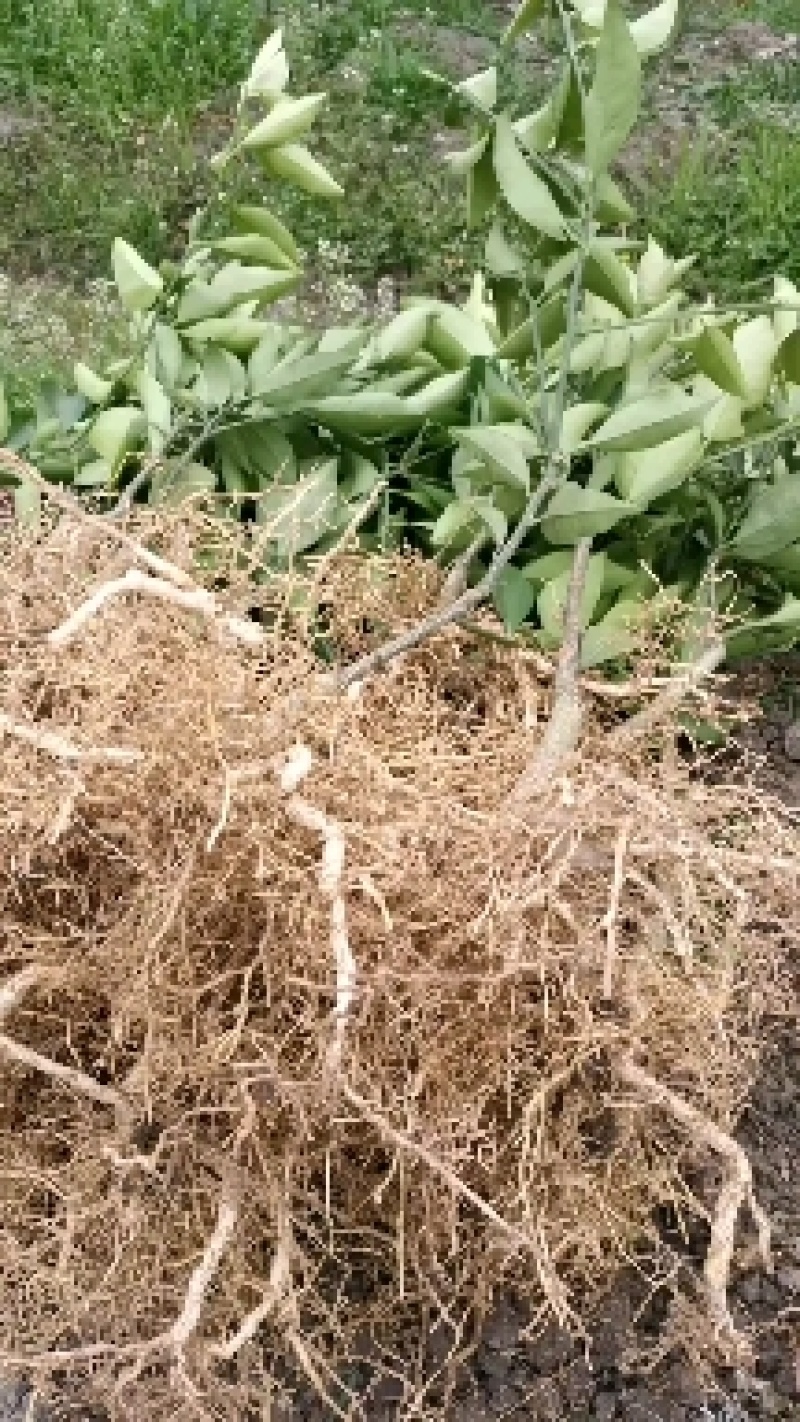 皇帝柑苗，贡柑苗，品种保证，假一赔十，免费提供种植技术