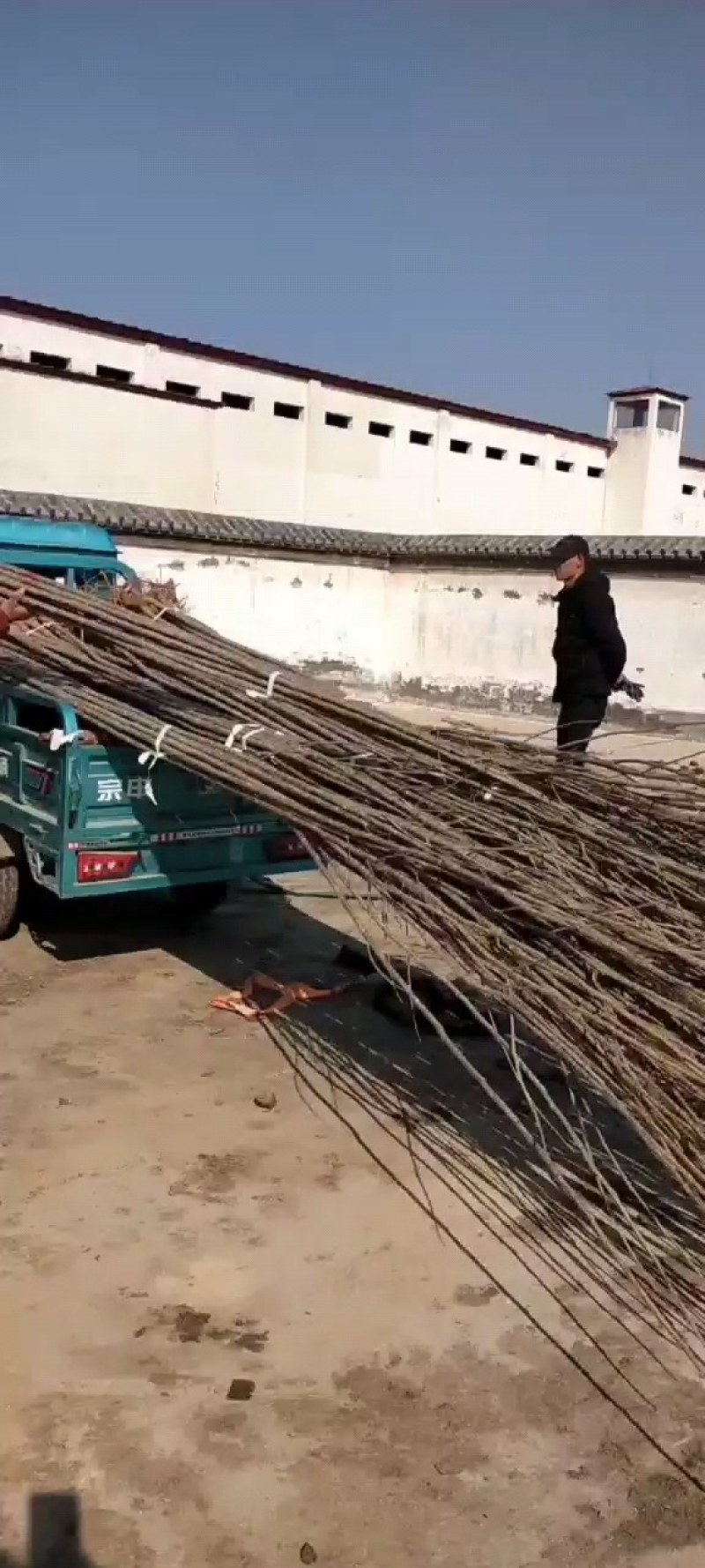 精品占地梨树，苹果树，杏树，绿化树有白腊树，国槐，等等