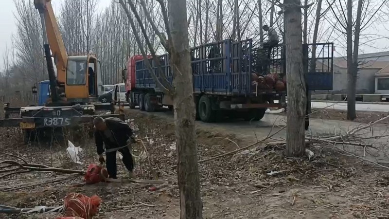 精品占地梨树，苹果树，杏树，绿化树有白腊树，国槐，等等