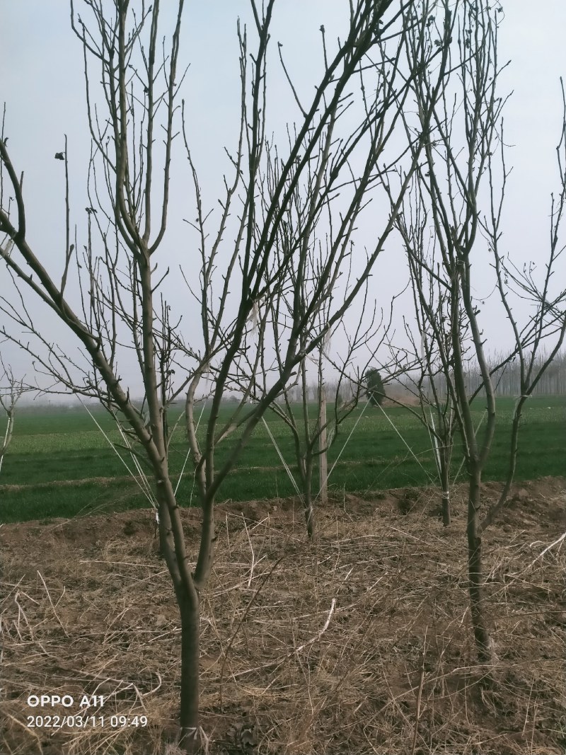 精品占地梨树，苹果树，杏树，绿化树有白腊树，国槐，等等