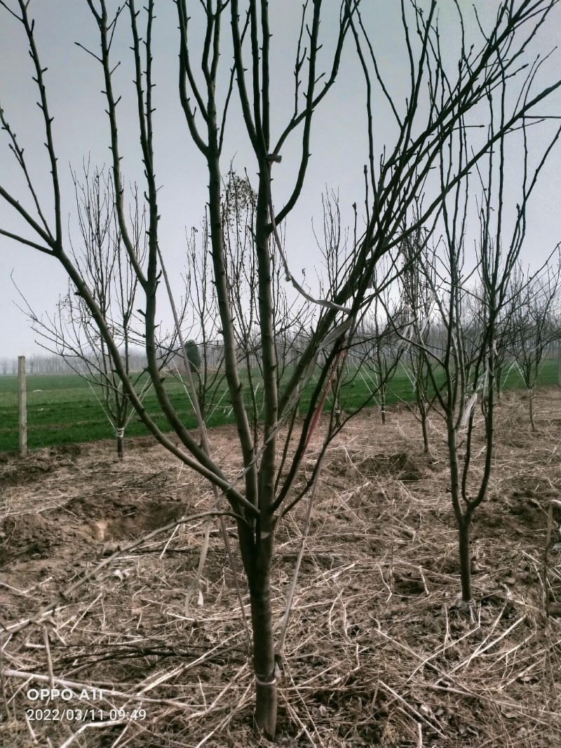精品占地梨树，苹果树，杏树，绿化树有白腊树，国槐，等等