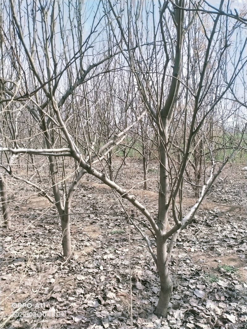 精品占地梨树，苹果树，杏树，绿化树有白腊树，国槐，等等