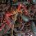 湖北洪湖原产地精养塘深水虾优质大红，一件代发，品质保证