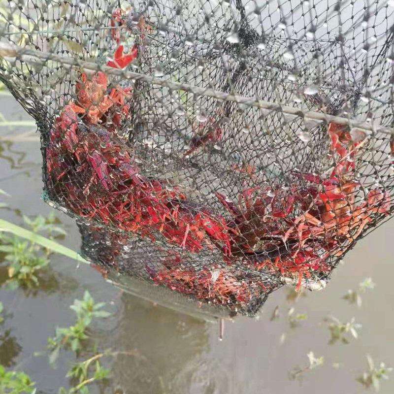 湖北洪湖原产地精养塘深水虾优质大红，一件代发，品质保证