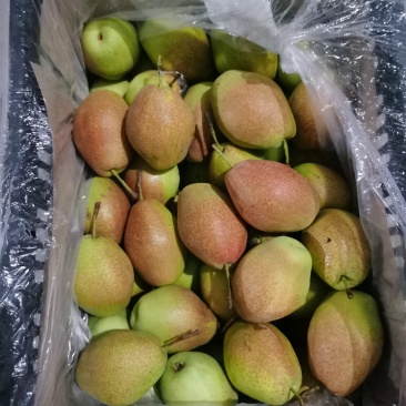 皇冠梨