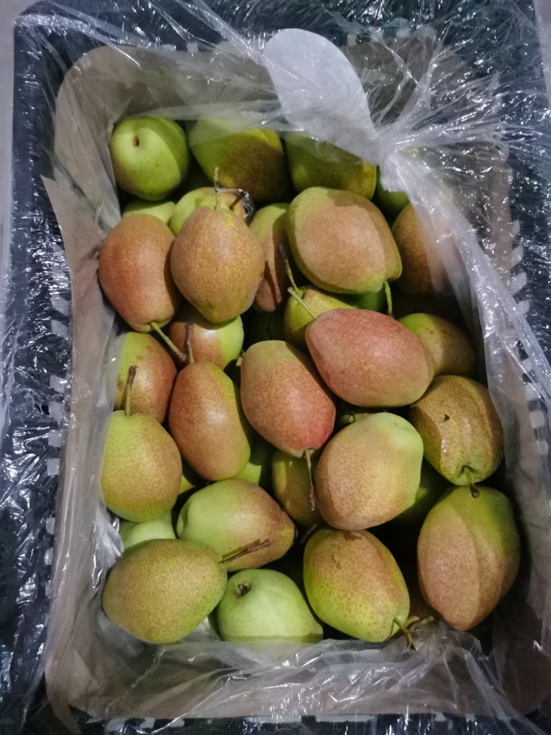 皇冠梨
