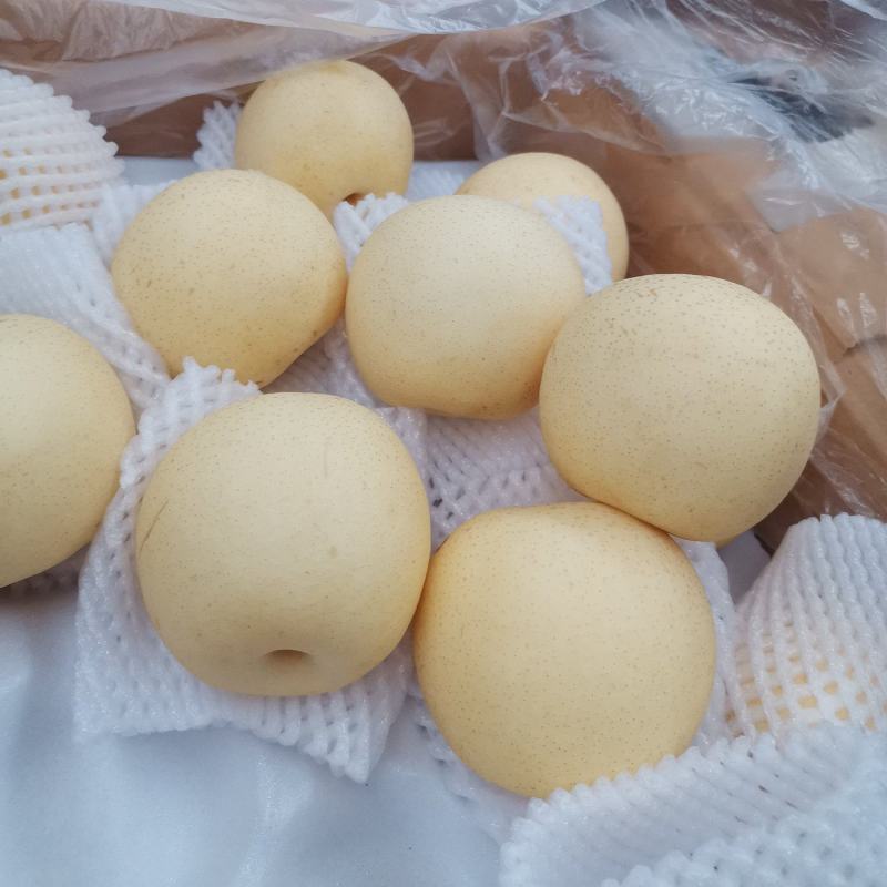 皇冠开始大量下树，产地直供保质保量专注专业！！！