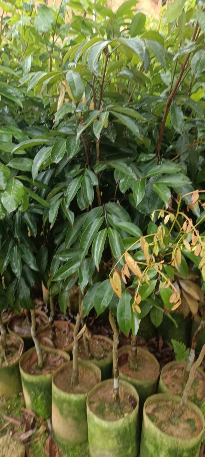 桂味荔枝苗，营养杯苗质量保证自种自销提供技术指导