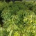 桂味荔枝苗，营养杯苗质量保证自种自销提供技术指导