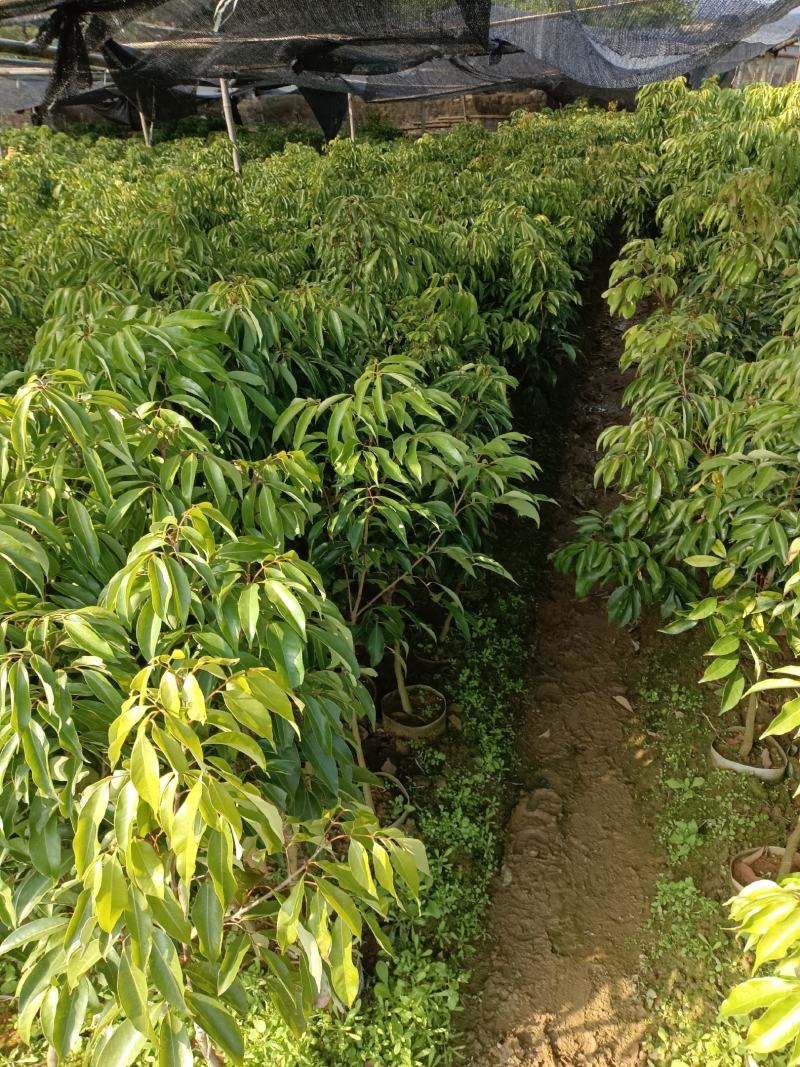 桂味荔枝苗，营养杯苗质量保证自种自销提供技术指导