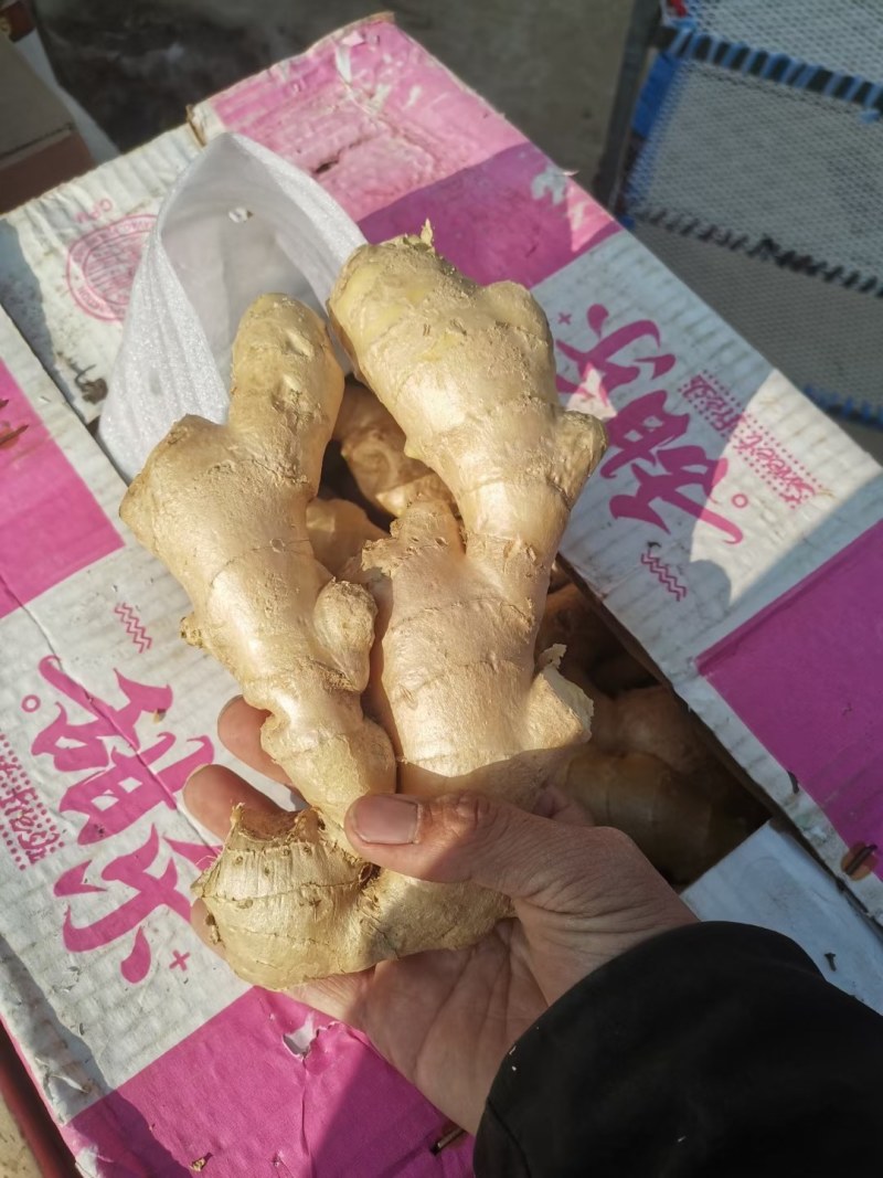 盛森农产品销售中心有电商干大黄姜另有水洗姜支持全各地发货