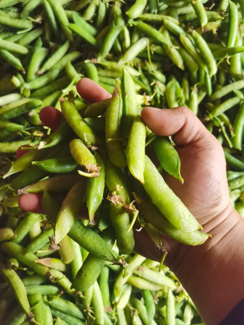 精品川货白豌豆老豌豆货源充足产地直销