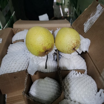 雪花梨