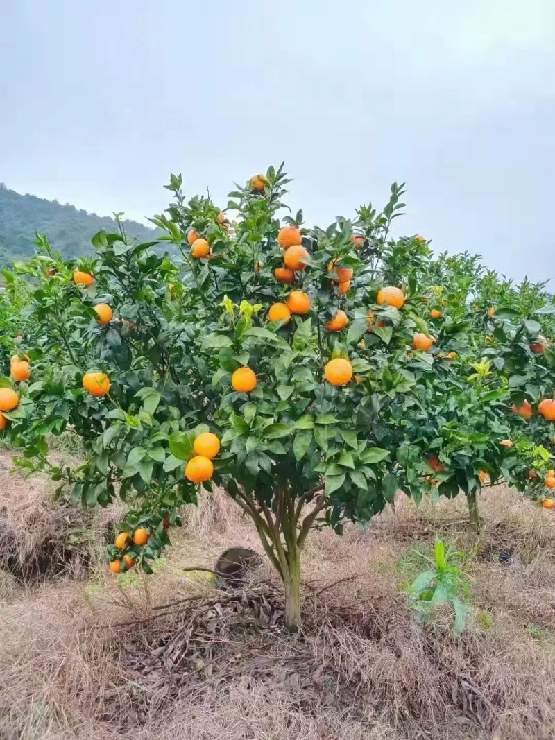 沃柑出售